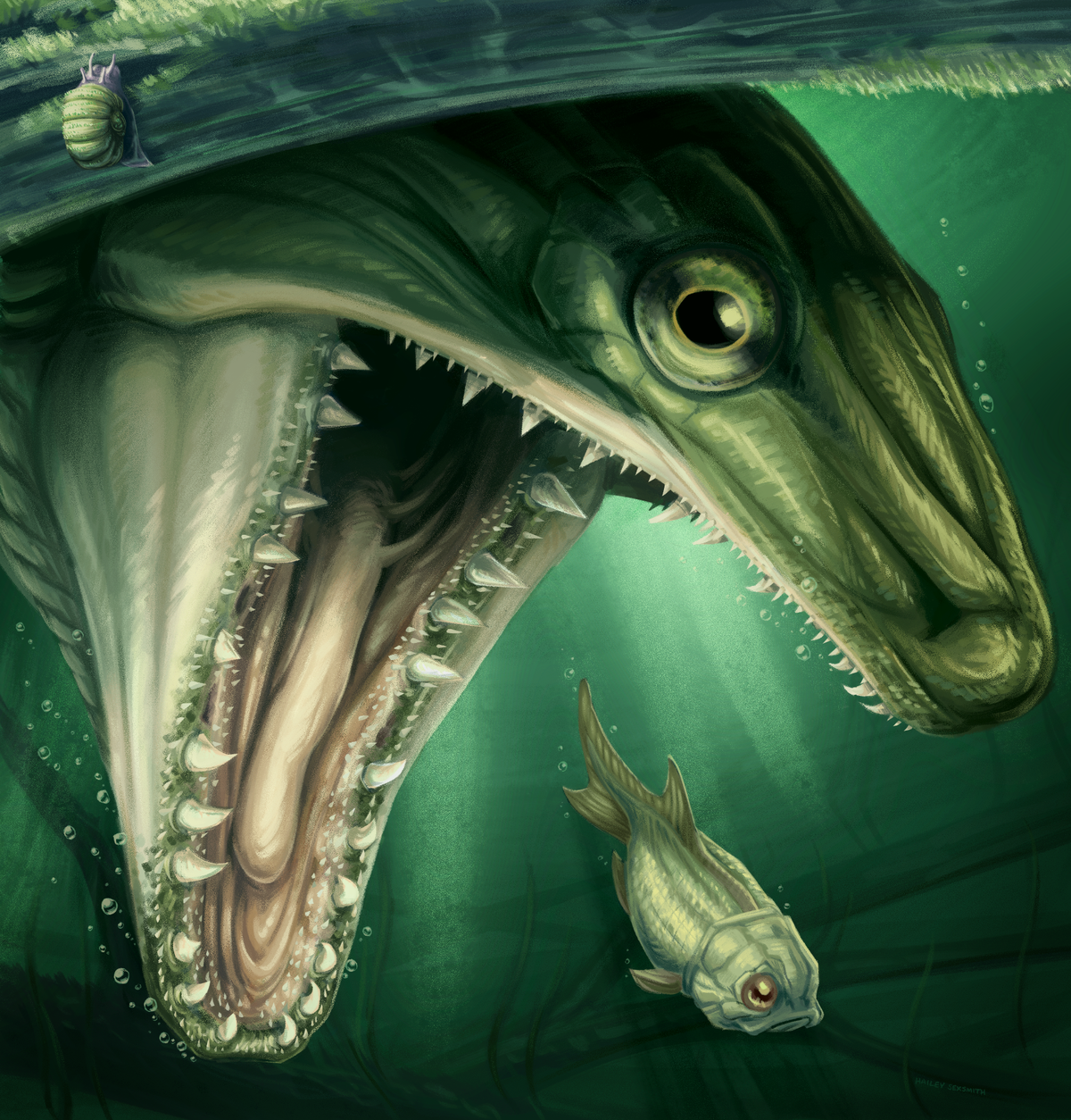 The predatory fish would have been about 3 feet long and an effective hunter.