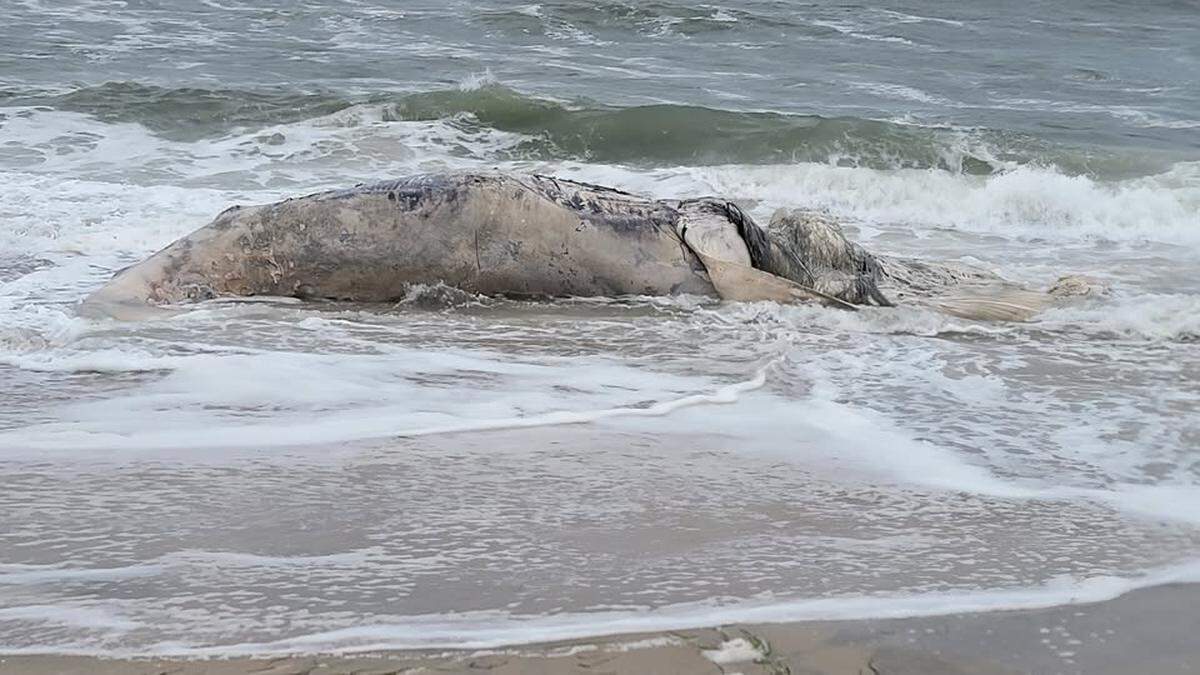 A 29.5-foot long humpback whale carcass drifted ashore June 27 in Long Beach Township, New Jersey, officials said.