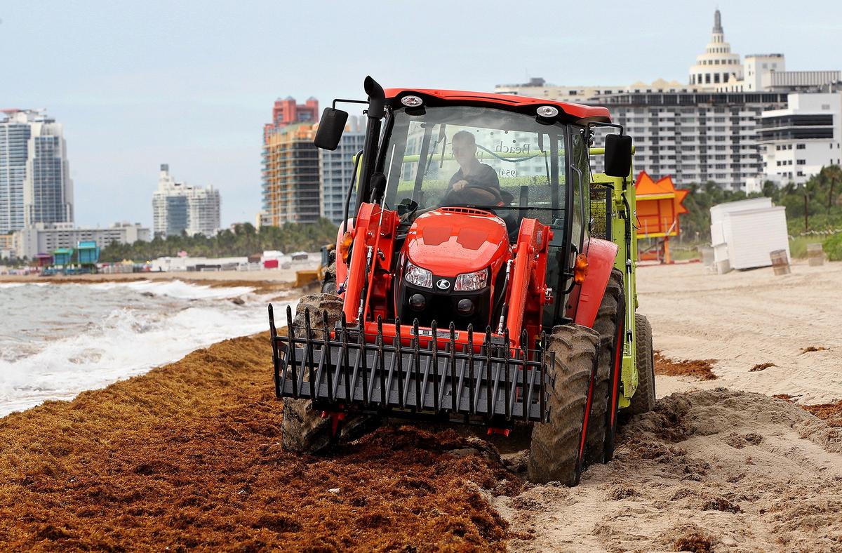 Heavy equipment starts cleaning seaweed from the seashore after a press conference by Miami-Dade County and City of Miami Beach elected officials announcing the county’s removal operation for sargassum/seaweed on Miami Beach on Friday, Aug. 2, 2019.