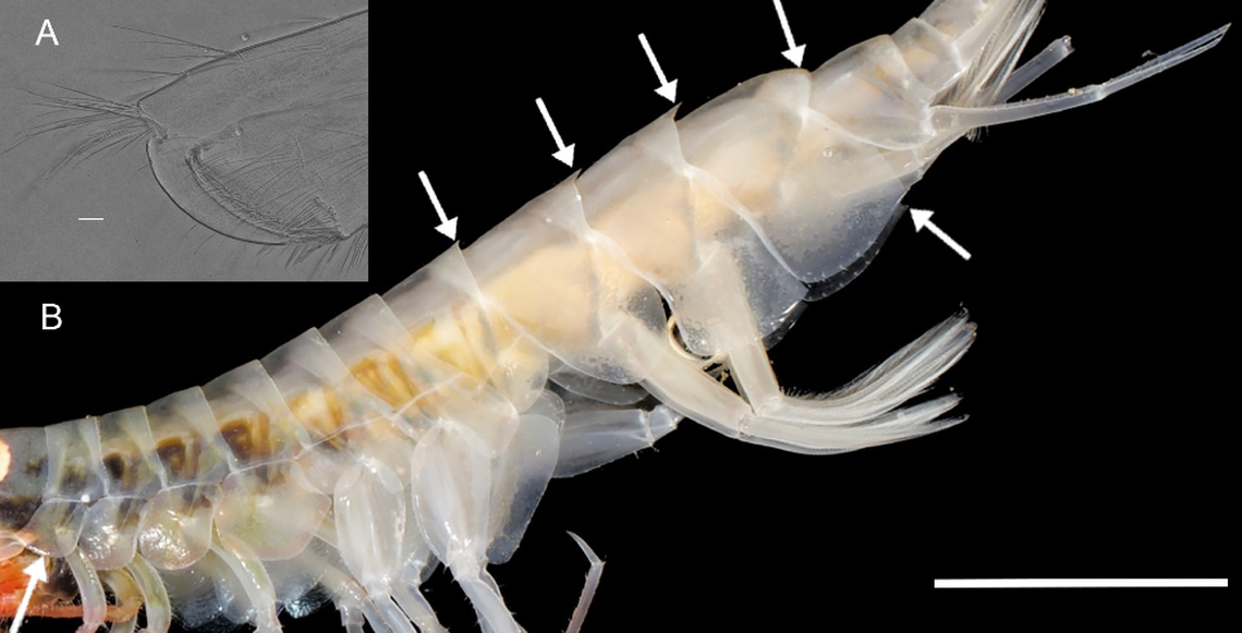 Little “teeth” on the back of the shrimp set it apart from other species, according to the study.