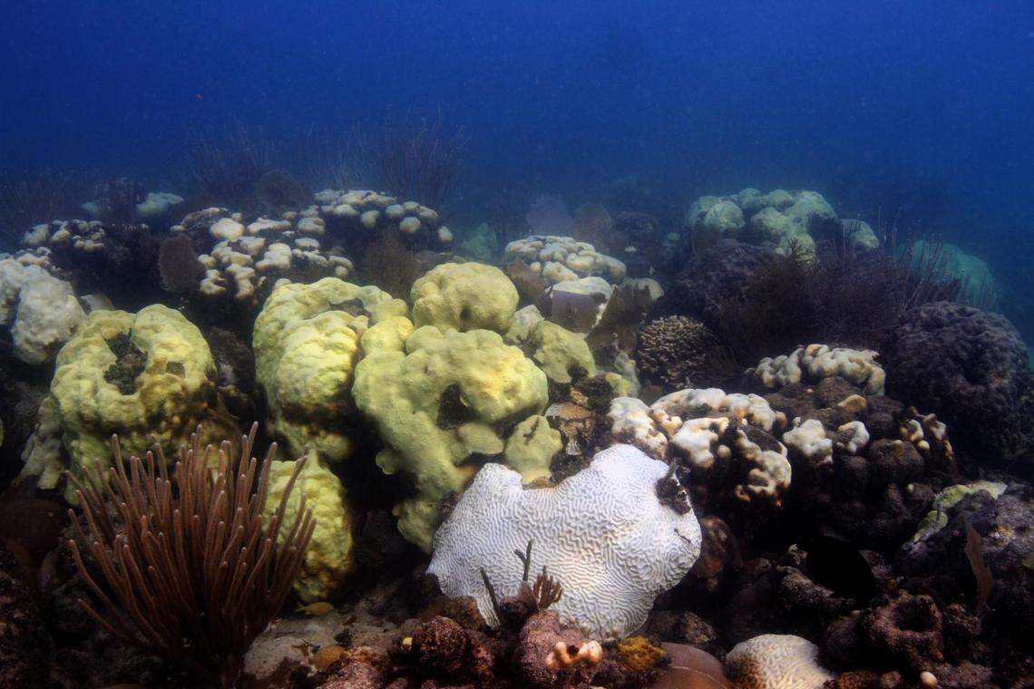 Beginning in 2014, a worldwide bleaching event damaged coral in South Florida and other parts of the planet.