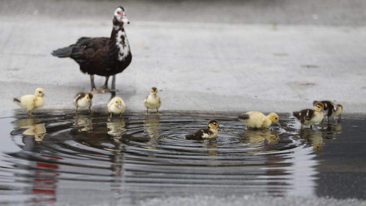 Mother duck and ducklings make their way through puddles in Miami on Tuesday, February 16, 2016.