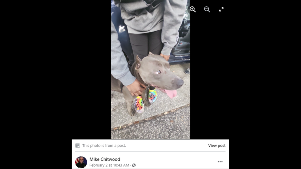 Some of the bystanders put the dog in their car until deputies arrived, according to the video.