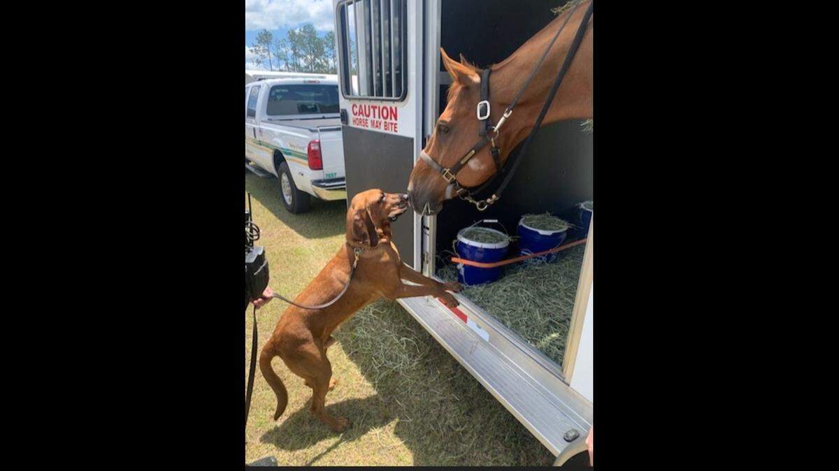 Los compañeros de trabajo de la Policía del Condado Orange, un sabueso y un caballo, se conocen.