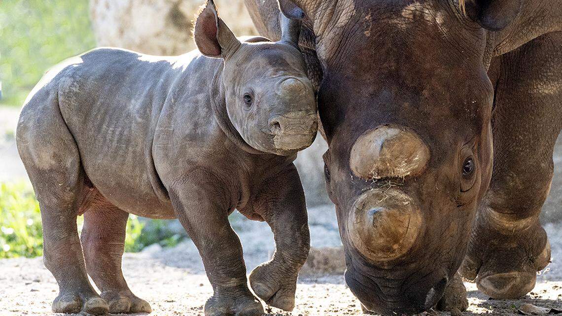 Baby bonds with his Mom, Circe, an endangered black rhinoceros, at Zoo Miami. The calf was born Feb. 24, 2021.