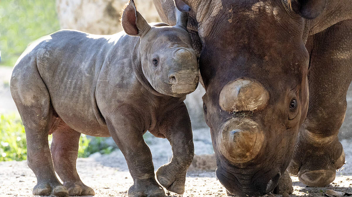 Baby bonds with his Mom, Circe, an endangered black rhinoceros, at Zoo Miami. The calf was born Feb. 24, 2021.