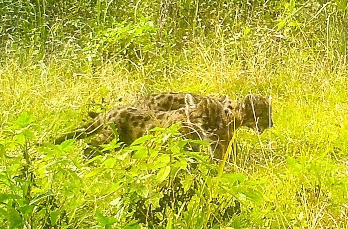 A trail camera at a wildlife crossing at the Florida Panther National Wildlife Refuge documented a rare mother panther with two young kittens this year.