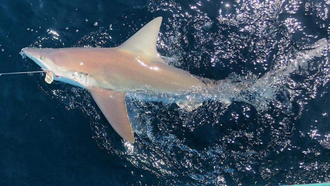 Sandbar sharks are “one of the largest shark species found in coastal waters,” NOAA says. The sandbar shark caught off Myrtle Beach was 5-feet, 5-inches long. This is a photo of another sandbar shark caught during the NOAA survey.