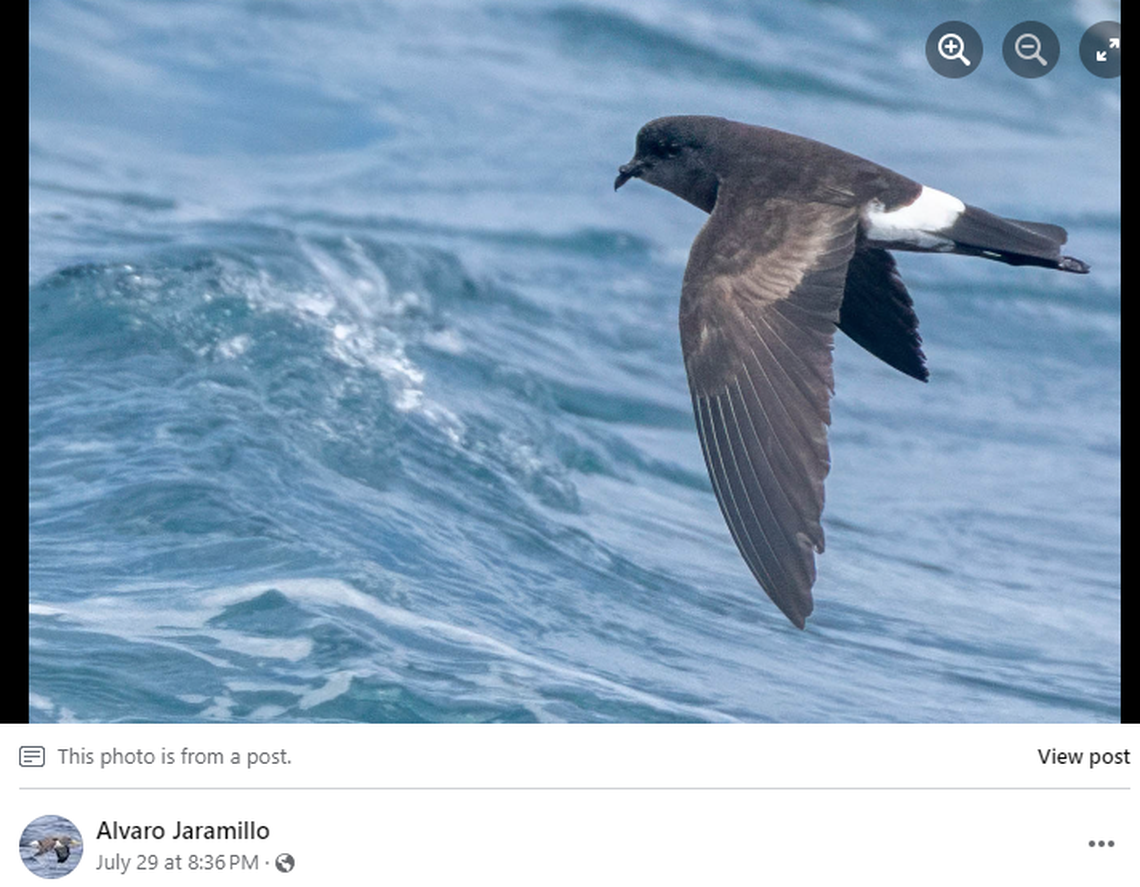 The storm-petrel is a seabird that flies from the Pacific Ocean to Santiago on its way to the Andes Mountains, researchers said.
