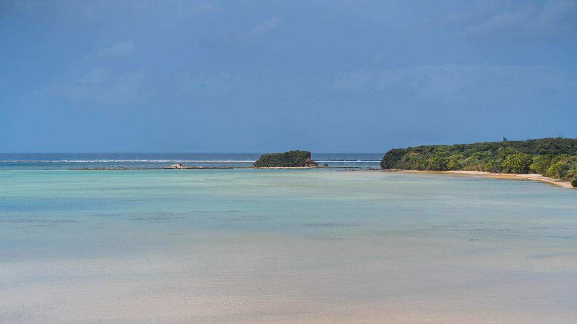 The new species of goblin spider was discovered in the forest of Iriomote Island in Japan.
