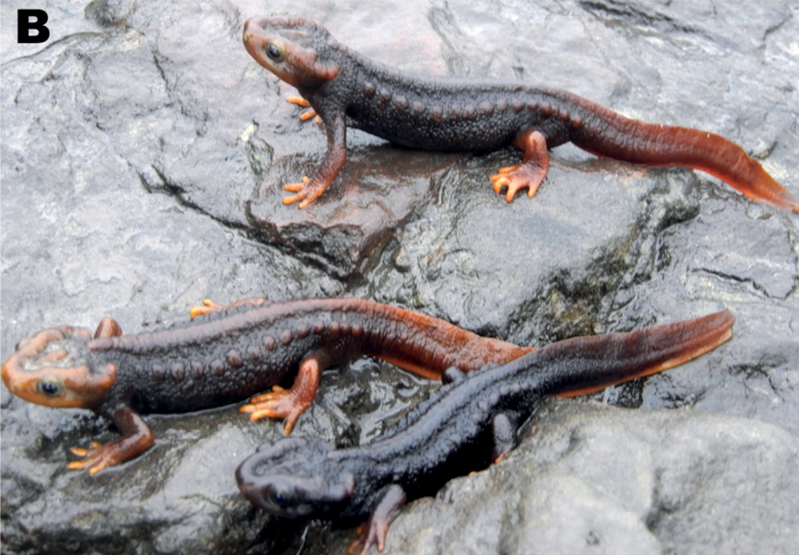 A group of Tylototriton zaimeng, or Zaimeng Lake crocodile newts.