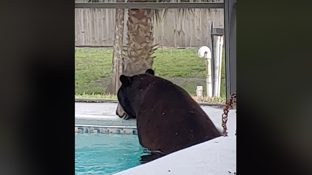 A bear relaxes in a homeowner’s pool in Naples