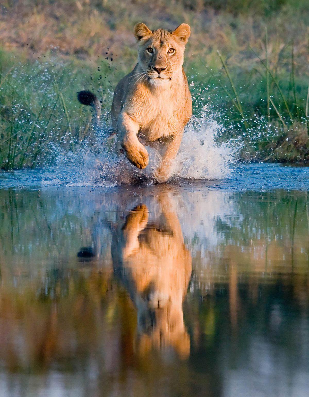 Ron Magill caught this sprinting lioness in Africa.