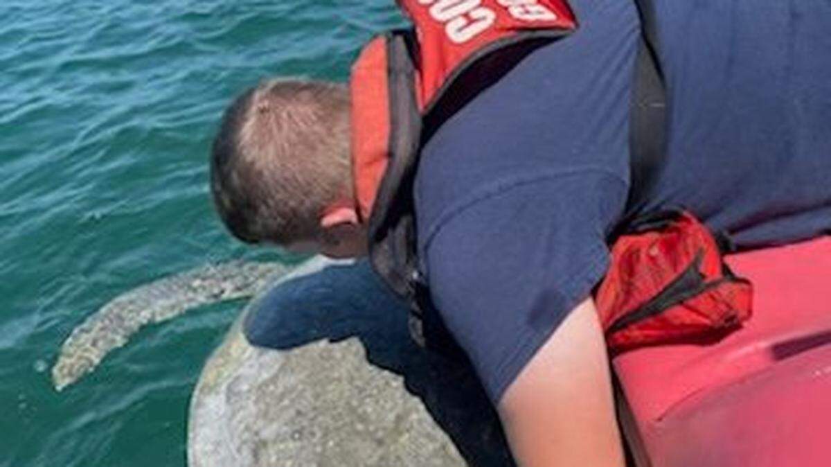 A Coast Guard crew member lifts a large green turtle into a boat Monday, March 28, 2022, off Fleming Key. The reptile was injured and was taken to the Turtle Hospital in Marathon for treatment.