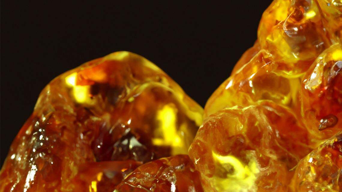 Amber found in a mine in the Dominican Republic contained a new prehistoric species.