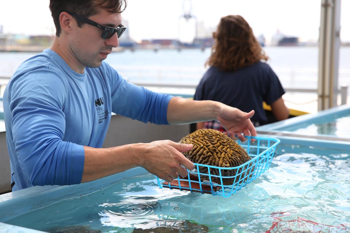 In a race to rescue coral from a disease that is killing them off in huge quantities, researchers from Nova Southeastern Universityâ€™s (NSU) Halmos College of Natural Sciences and Oceanography are participating in a ‘Noah’s Ark project.’ The first ‘ark’ loaded with 341 coral species from the Florida Keys arrived at the school Thursday afternoon, May 23, 2019. NSU Marine bio graduate student, Matthew Rojano, gently places a large piece of brain coral into one of the on-shore nurseries at the university. All of the fragile specimens were quickly unloaded from the boat and placed in tanks at NSUâ€™s site which will serve as â€œtemporary housingâ€ for the rescued corals. Once they have been stabilized in the university’s on-shore nurseries, they will then be relocated to a more long-term housing location.