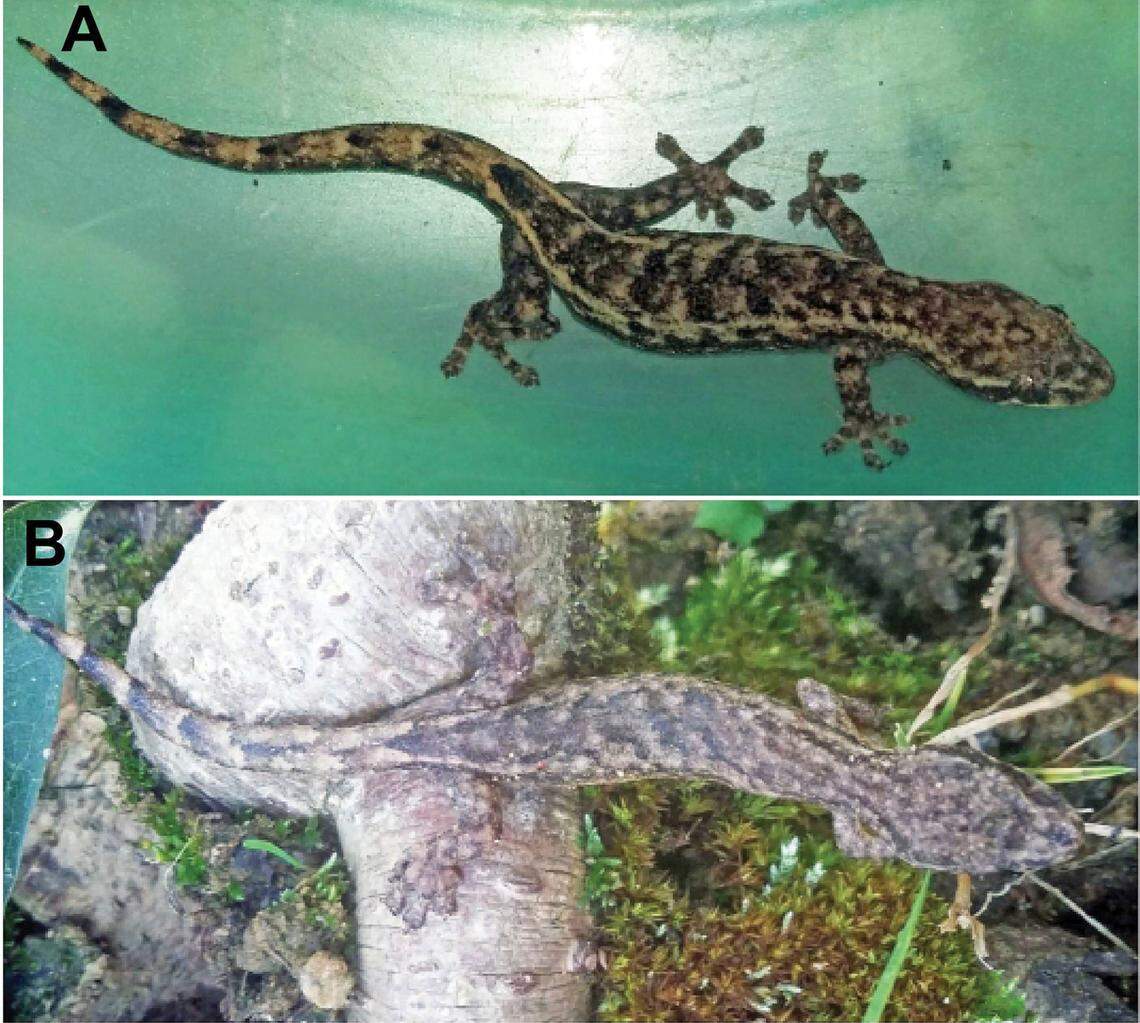 Two Lungcu slender geckos found at the site.