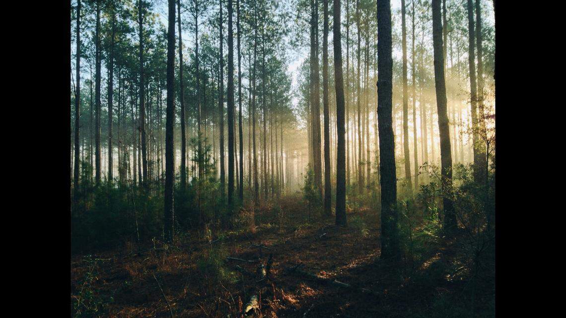 A body has been found in the search for a New Hampshire woman who went missing months ago, officials say.