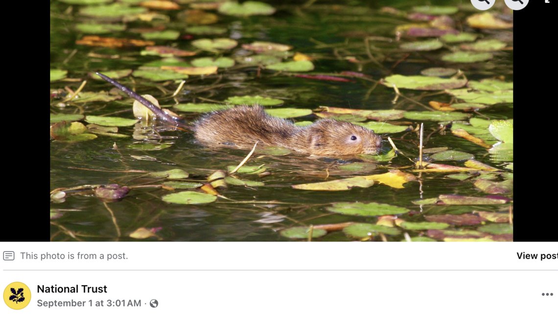 Tiny swimmers return to UK countryside for first time in 20 years. Watch them