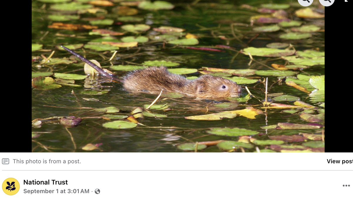 A tiny mammal that faces local extinction was reintroduced to the rivers of southern England.