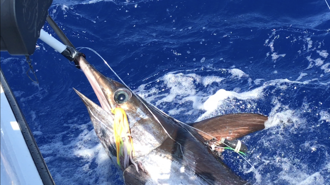 Recreational fishermen get a unique chance to put satellite tag in swordfish