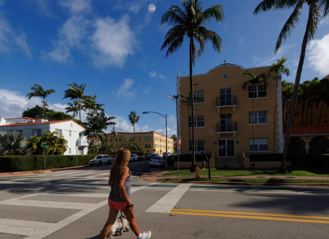 A woman walks her dog along Meridian Avenue in Miami Beach on Wednesday, Dec. 18, 2024. City officials are proposing an ordinance to allow palm trees instead of canopy trees on public streets and swales, raising concerns about shade.