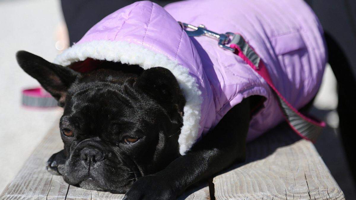 The French bulldog, “Ms. Tata,” soaks in the sun while wearing in her cold weather gear. Temperatures in South Florida suburban areas are expected to dip into the 50s this week.