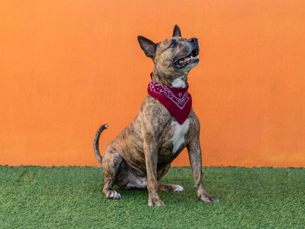 Handsome Willie is looking for his forever home at the Miami-Dade Animal Shelter in Doral.