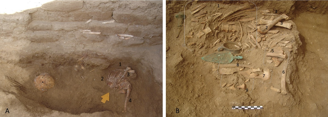 More than 380 elements of animal remains were found buried in the tomb.