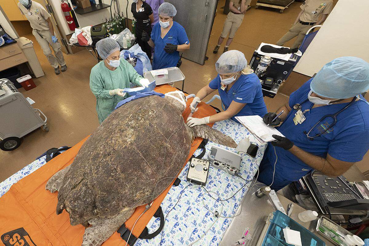 Surgeons at the new Zoo Miami Sea Turtles Hospital work to repair severe damage to a female loggerhead’s left front flipper that had been torn apart by a shark in the open waters judging by bite wounds on the bone.