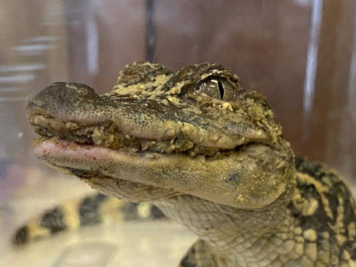 Close up on an alligator found at a Lehigh County wastewater treatment plant.