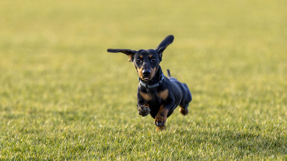 Hunderassen mit der längsten Lebenserwartung und wie Sie Ihrem Hund zu ...