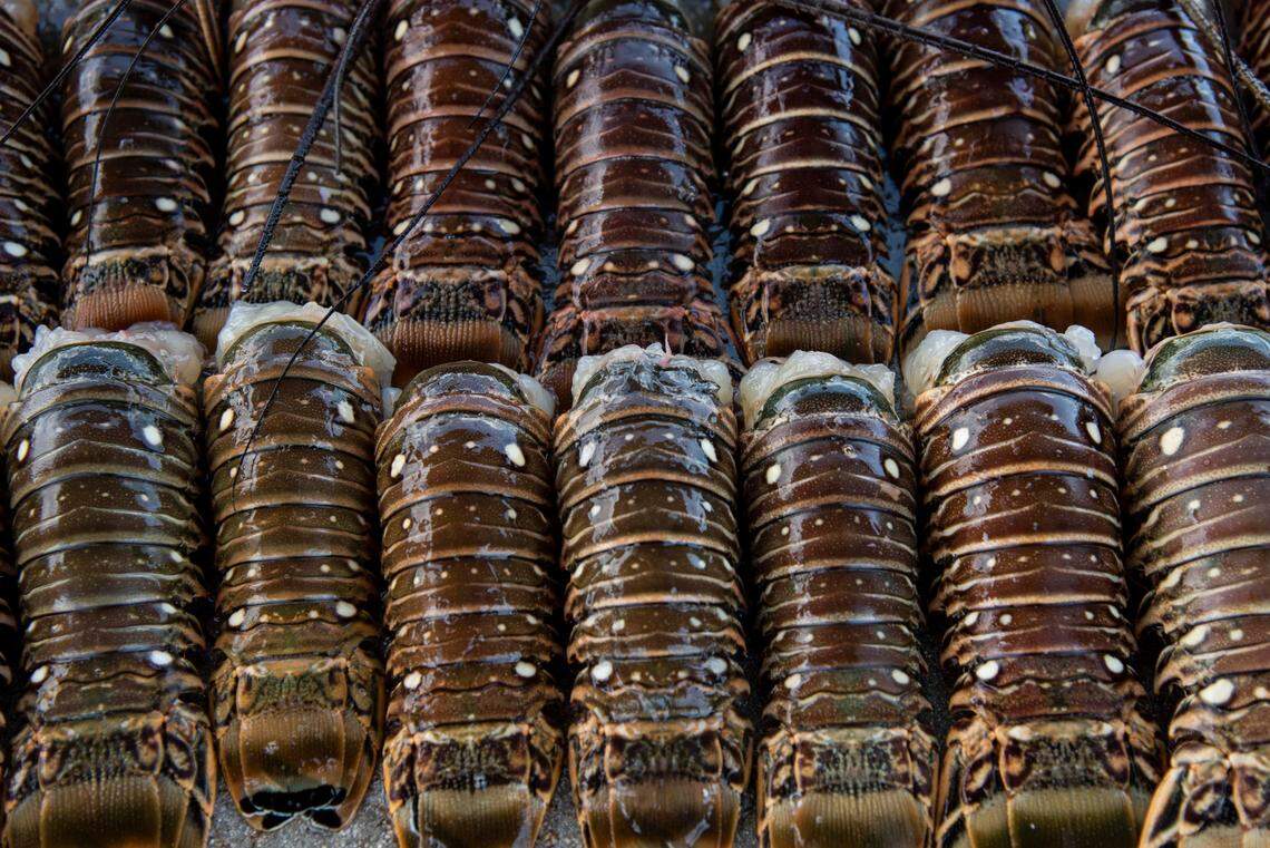 Spiny lobster tails from a midday haul at Matheson Hammock Park on July 25, 2019. Thursday marked the last day of the spiny lobster mini-season.