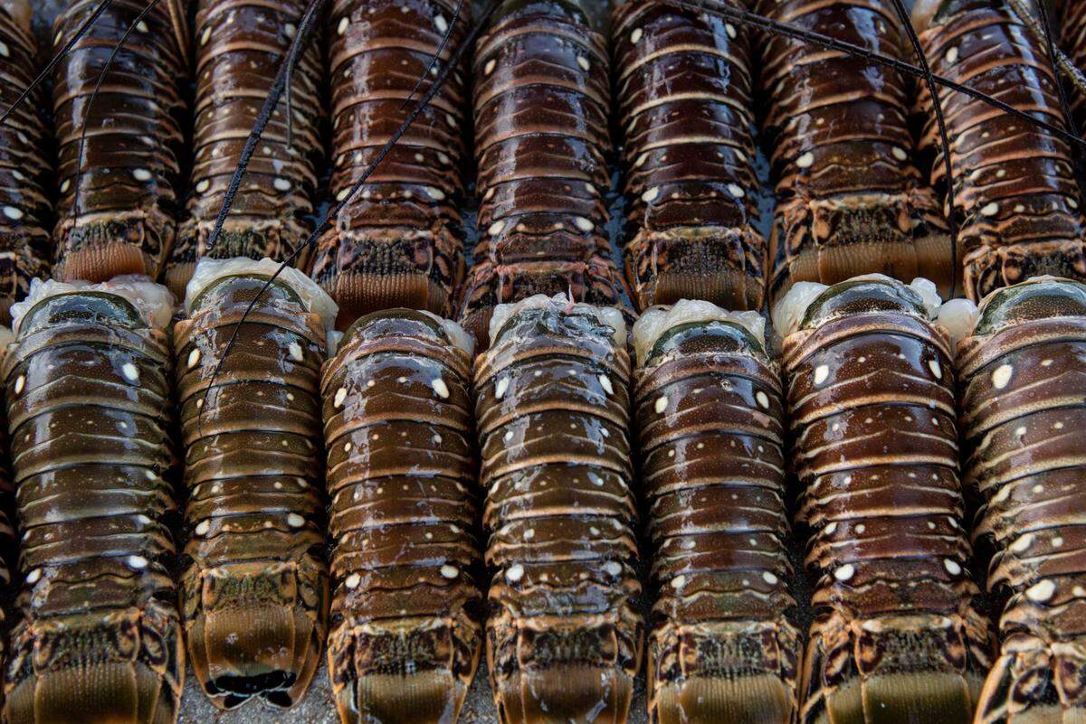 Spiny lobster tails from a midday haul at Matheson Hammock Park on July 25, 2019.