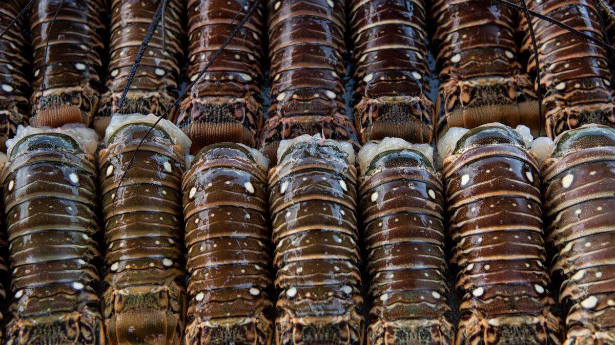 Spiny lobster tails from a midday haul at Matheson Hammock Park on July 25, 2019.