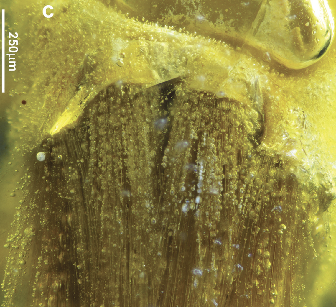 Sand, dirt and air was trapped around the setae from 99 million years ago.