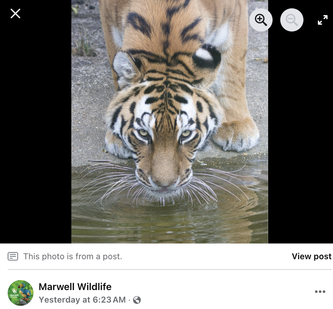 Amur tigers, or Siberian tigers, are found across Russia, northern China and Korea.