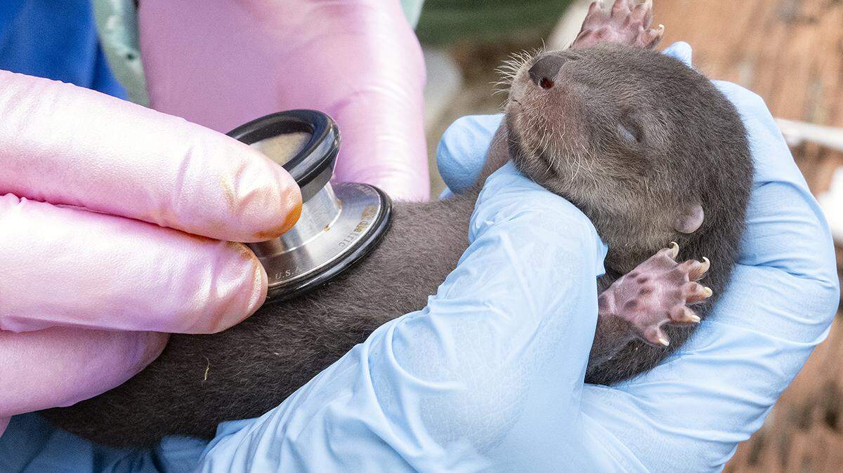 “This is cold on my tummy,” this newborn female river otter seems to say during her exam at Zoo Miami on Feb. 8, 2023. The river otter was one of three born to Zinnia, a 5-year-old North American river otter at the South Miami-Dade attraction.