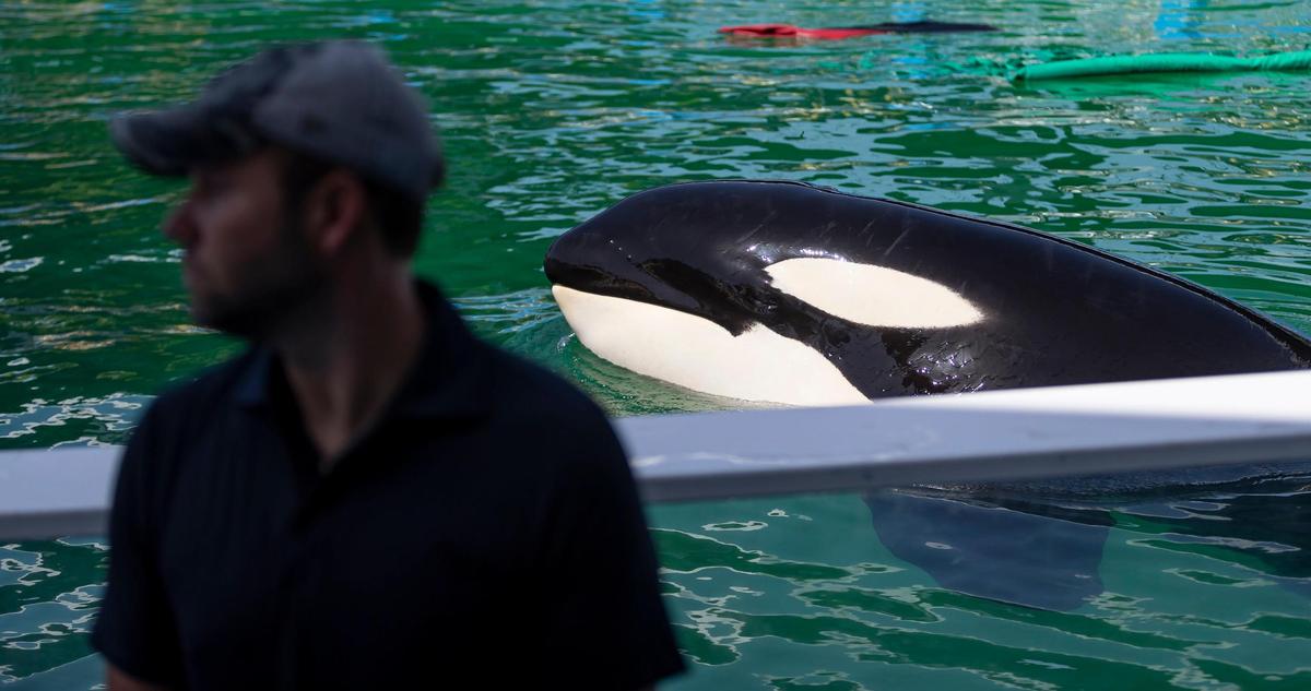 Lolita the killer whale, also known as Tokitae, is seen swimming in her stadium tank at the Miami Seaquarium on Saturday, July 8, 2023, in Miami, Fla. After officials announced plans to move Lolita from the Seaquarium, trainers and veterinarians are now working to prepare her for the move.