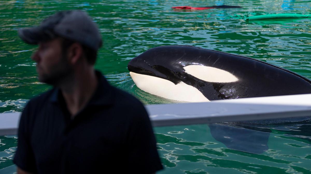 Lolita had chronic health problems in her last years. This one finally claimed the orca