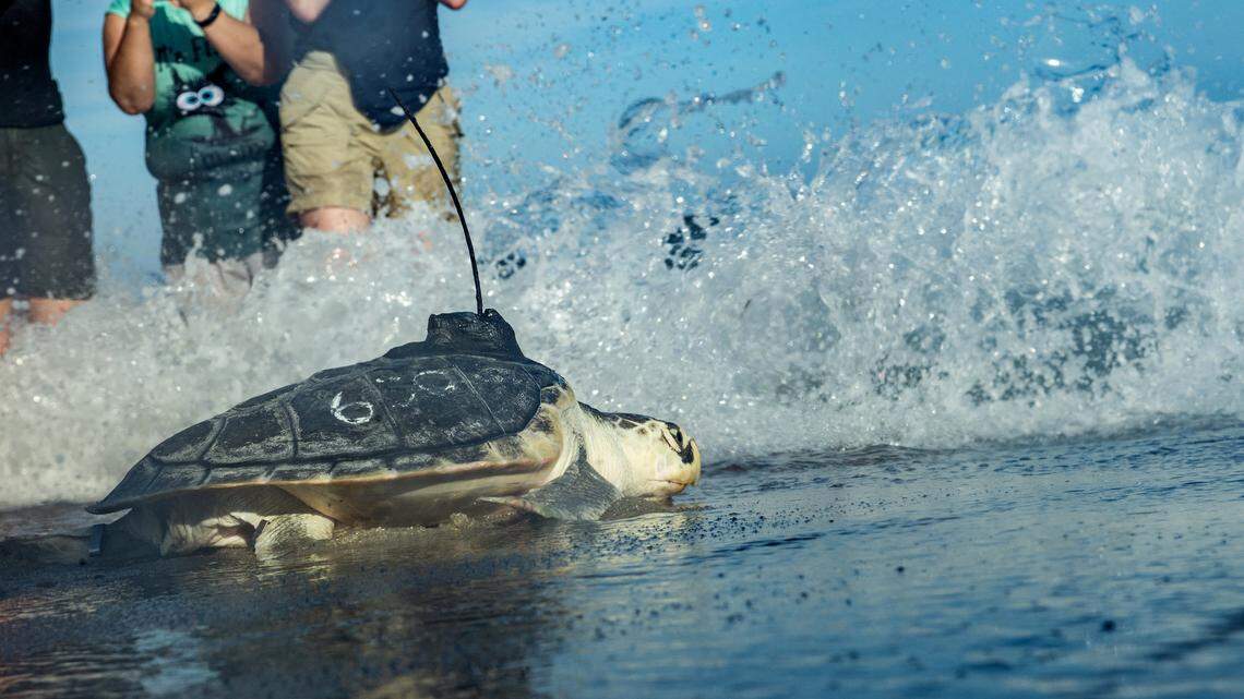 kemps ridley sea turtle rescue