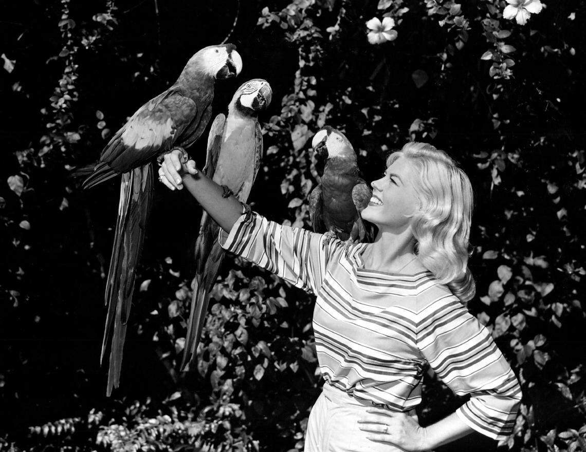 Macaws at the Parrot Jungle pose for fans.