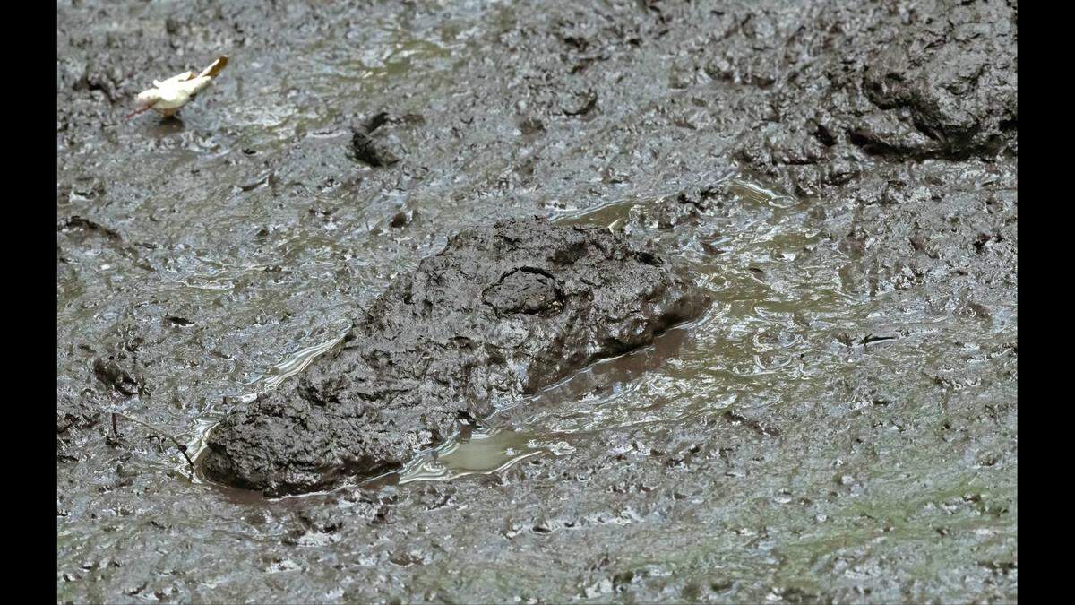 Social media commenters suspected the alligator was enduring a dry spell by cooling itself in the mud.