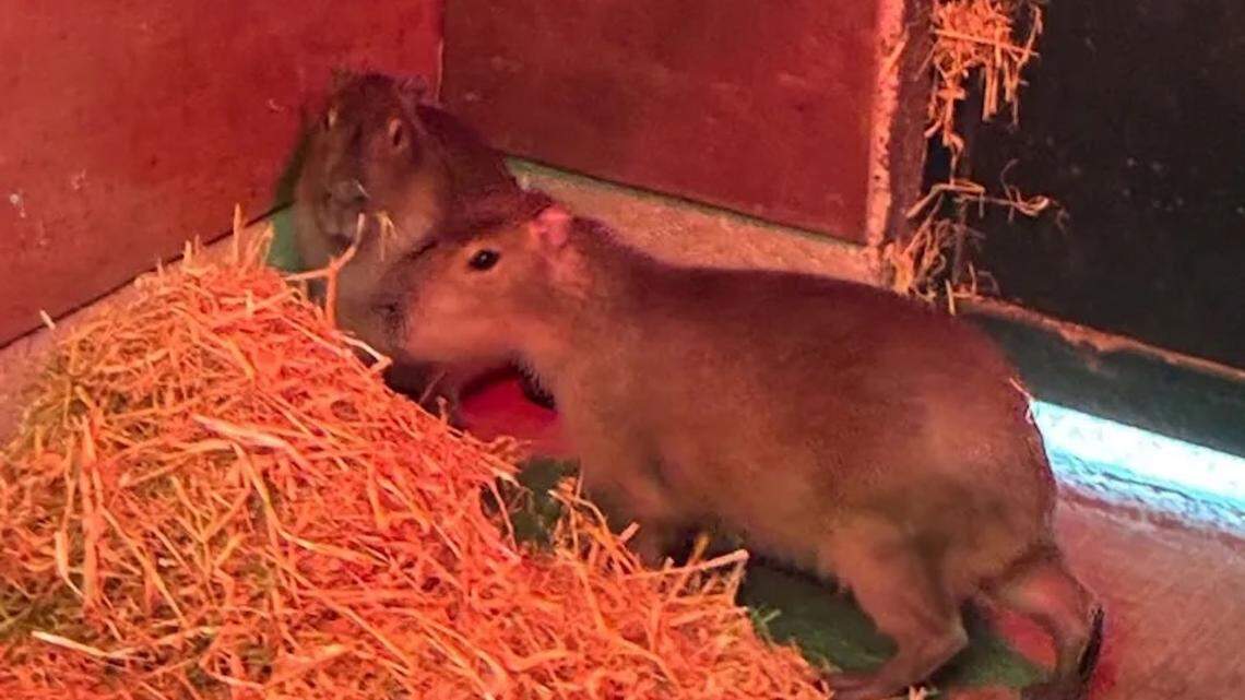 Marwell Zoo missing capybara samba