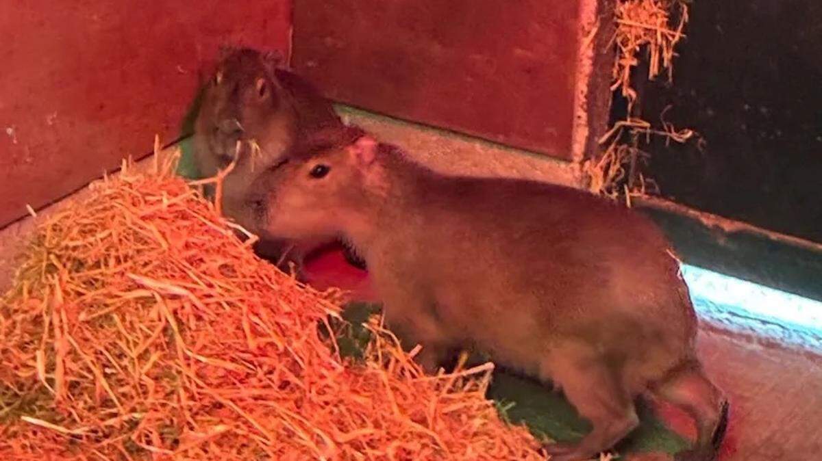 Marwell Zoo missing capybara samba