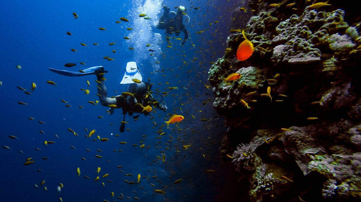 In the Red Sea off the coast of Egypt and in the Banda Sea off the coast of Indonesia, more than two dozen animals were found to glow for the very first time by a dive team.