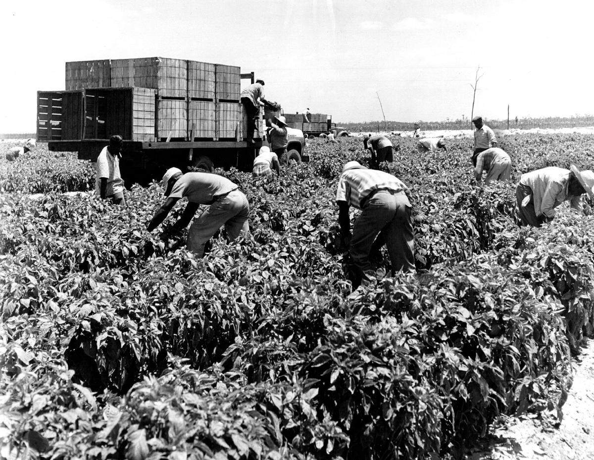 Pickers in the fields of Immokalee.