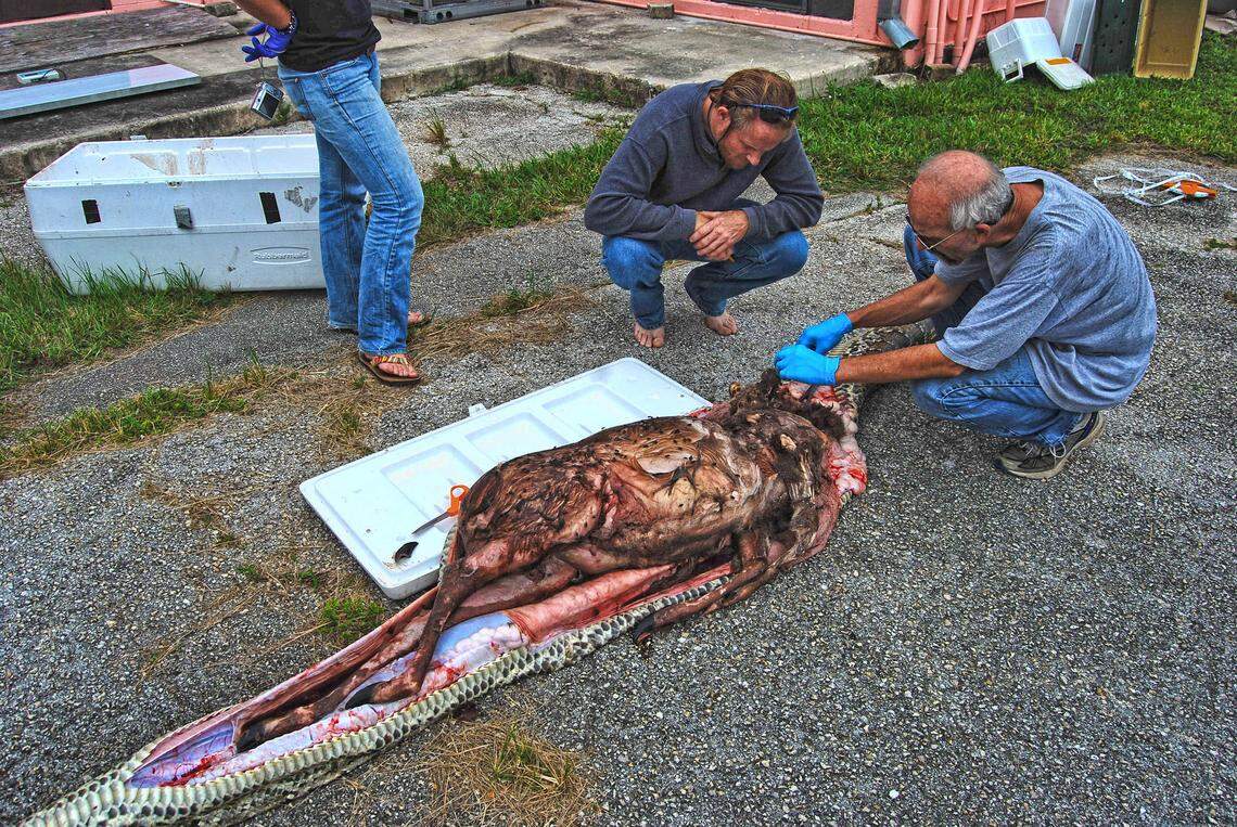 South Florida Water Management District personnel perform a necropsy on a Burmese python caught in the Everglades in 2012 after eating a deer. The snake’s regenerative metabolism can help it consume prey many times its own size. Source: South Florida Water Management District