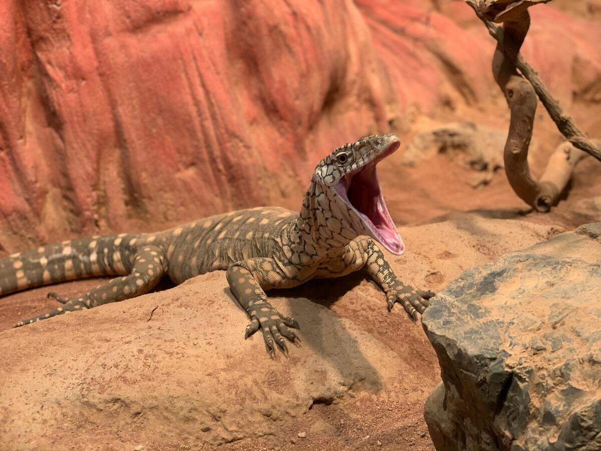 nile monitor lizard invasive species