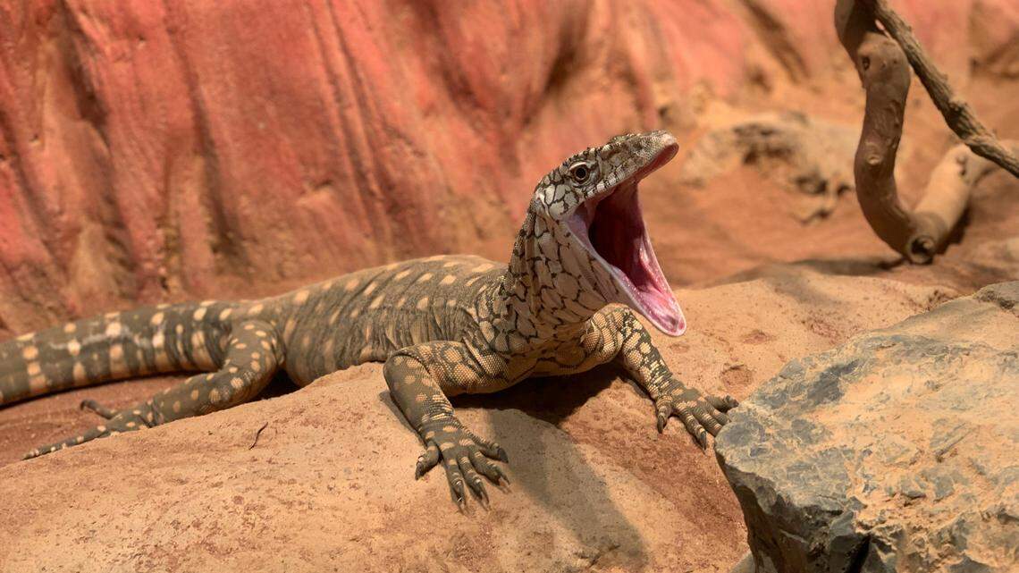 nile monitor lizard invasive species